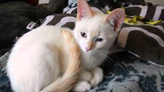 Flame Point Siamese Kitten [upl. by Assirt]