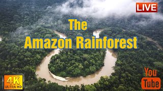 Exploring the Amazon Rainforest and Mighty Amazon River  4K Documentary [upl. by Eednyl987]