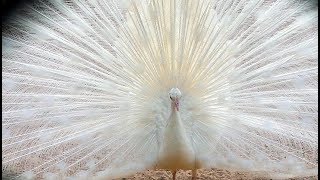 White Peacock Bird Weißer Pfau schlägt Rad [upl. by Sorkin]