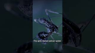 Pelican spider amazing hunting method  wildlife shorts [upl. by Refennej]