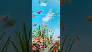 🐟🌺Using Nitrifying Bacteria For SMALL Fish minifishtank goldfish waterlife aquaristic subscribe [upl. by Mcfadden]