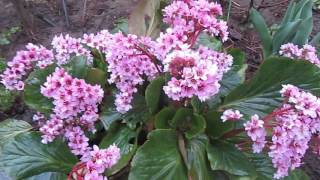 bergenia [upl. by Aanas]