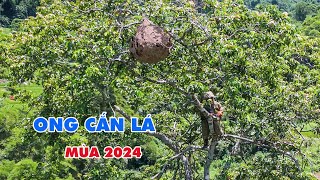 CHINH PHỤC 2 TỔ ONG CẮN LÁ ĐẦU MÙA 2024  THO RUNG [upl. by Goldina261]