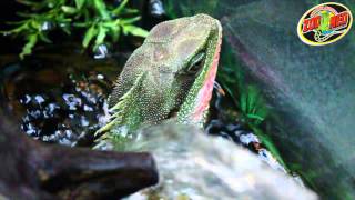 Zoo Med Minute  Episode 2 Water Dragon Facts [upl. by Nnyliak]