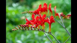 Storing Crocosmia Bulbs [upl. by Estelle]