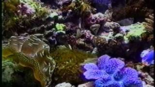 Giant Clam Aquariums [upl. by Enirolf]