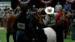 4H Members Reflect on Experience at Tippecanoe County Fair [upl. by Aridnere391]