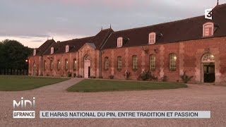 ANIMAUX  Le haras National du pin entre tradition et passion [upl. by Eruot]