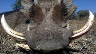 Warthog hunting in Namibia [upl. by Nila116]