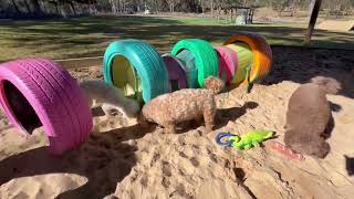 The pooches have a sniff amp a play in the sandpit [upl. by Meeks]