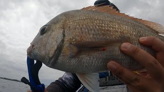 Slow day on the kayak NZ Kayak Fishing [upl. by Halli]