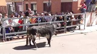 Toros de Cajón quotSan Pedro Regaladoquot Laguna de Duero Va 1352019 [upl. by Dnomed]