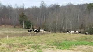 6hrs Cow videos ver2 🐮🐄 Cows mooing amp grazing in a field 🌿 Nature sounds amp white noise🌾 Relaxing🍂 [upl. by Retsila782]