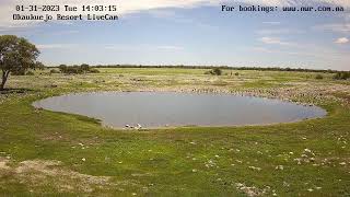 Okaukuejo Resort Wildlife Waterhole Live camera stream in the Etosha National Park in Namibia [upl. by Arnst362]