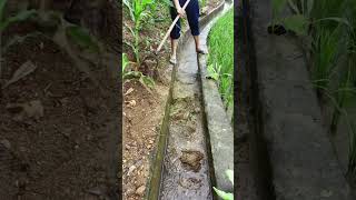 Drain Clean shorts youtubeshorts agriculture farming [upl. by Birecree141]