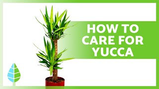 CARE for YUCCA 🌴 Pruning Substrate Watering and Placement [upl. by Silden]