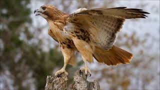 red tailed hawk sound call and screech [upl. by Eidda955]