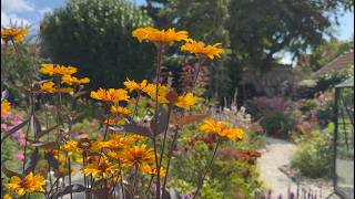 Late July Cottage Garden Tour Stunning Perennials in Bloom  Perennial Garden [upl. by Patnode670]