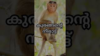 കുരങ്ങന്റെ നീരാട്ട് monkey monkeys monkeyvideo monkeybaby monkeyking monkeylife wildlife [upl. by Lechner]