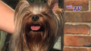 Yorkshire Terrier Informationen zur Rasse [upl. by Henricks]