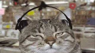 Very Funny Animated CAT GIFs  MUSIC [upl. by Ailemak]