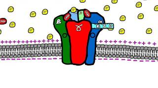 Sedative Drugs Mechanism of Action Benzodiazepines and Barbiturates [upl. by Yednil786]