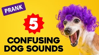 5 Confusing Dog Sounds PRANK Your Dog [upl. by Oedama150]