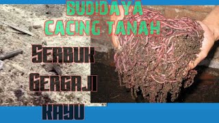 Budidaya Cacing tanah menggunakan Serbuk Gergaji [upl. by Calore374]