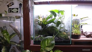 Natural VivariumTerrarium for Frog  UPDATE 1 MONTH LATER [upl. by Onaimad943]