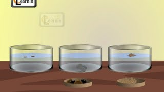 Soluble and insoluble materials  Experiment  Elementary Science [upl. by Aikemat]