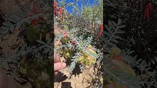 Unusual plants in Namaqualand [upl. by Hudis823]