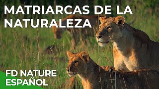 Matriarcas de la Naturaleza  Free Documentary Nature  Español [upl. by Morrell]