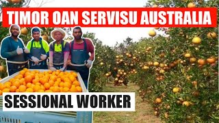 TIMOR OAN BA SERVISU SESSIONAL WORKER IHA AUSTRALIA [upl. by Belia433]