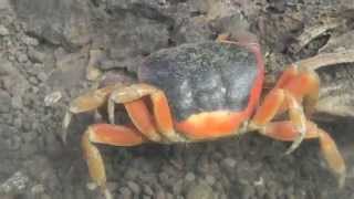 Zoo de la Guadeloupe  LE CRABE TOULOULOU [upl. by Forbes963]