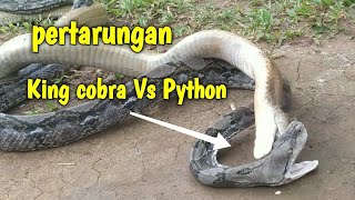 Pertarungan king Cobra Vs Python [upl. by Kevin]