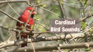 Cardinal Bird Sounds [upl. by Norah560]