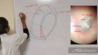 Normal Tympanic Membrane [upl. by Pournaras627]