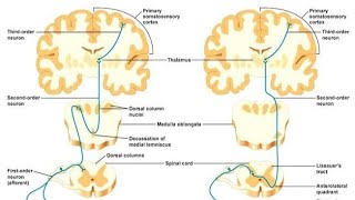 Somatosensory Pathway  CNS  Physiology [upl. by Blake]