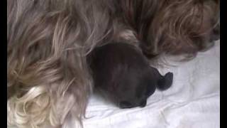 Havanese puppy birth and day 1 [upl. by Hilary]