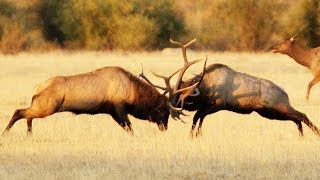 Combat de wapitis impressionnant  ZAPPING SAUVAGE [upl. by Neelloc516]