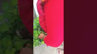 Guldaudi ki cutting gardenflowerplants flowers guldaudi [upl. by Bigg]