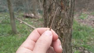 American Elm  Winter Tree ID [upl. by Mikahs410]