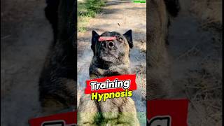 Training 🔝 Hypnosis for Malinois dog germanshepherd belgianmalinois dogtraining pettraining [upl. by Hadeehuat]