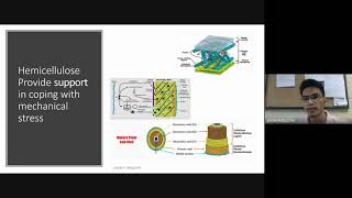 Recorded lecture on hemicellulose and lignin [upl. by Noevad]