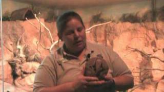 Part 1 ThreeBanded Armadillo Keeper Chat at the Houston Zoo [upl. by Marston]