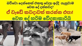 අපි එයාව බේර ගත්තා😡😠😿dog streetdog doglover [upl. by Redienhcs]