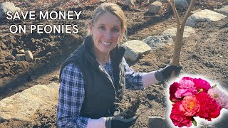 Planting Peonies for Spring 2023  Tips for saving money and finding unique varieties [upl. by Moriarty]