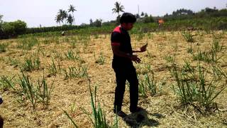 Water Dowsing using Coconut [upl. by Medina]