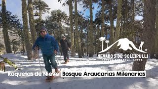 Raquetas de Nieve Bosque Araucarias Milenarias Nevados de Sollipulli Parque Natural amp Lodge [upl. by Syman]