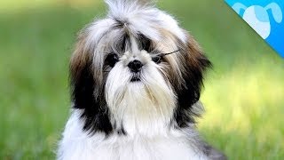 Shih Tzu Facts [upl. by Ramona]